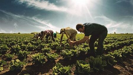 Türkiye'nin Yeni Tarım Reformu: Organik Tarım