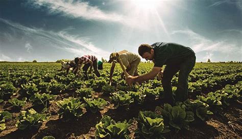 Türkiye'nin Yeni Tarım Reformu: Organik Tarım